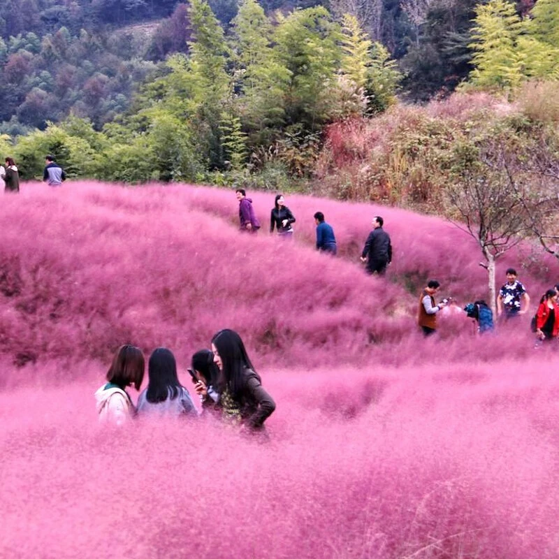粉黛乱子种子多年生长观赏花卉种籽室外景观花海种子花期夏季栽植