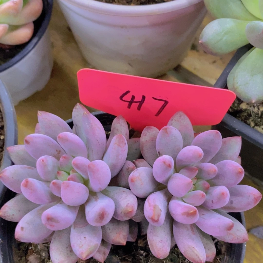 开心多肉，清货专场