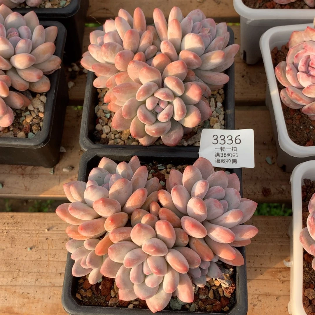 13厘米五头香水三头香水多肉各一颗3336