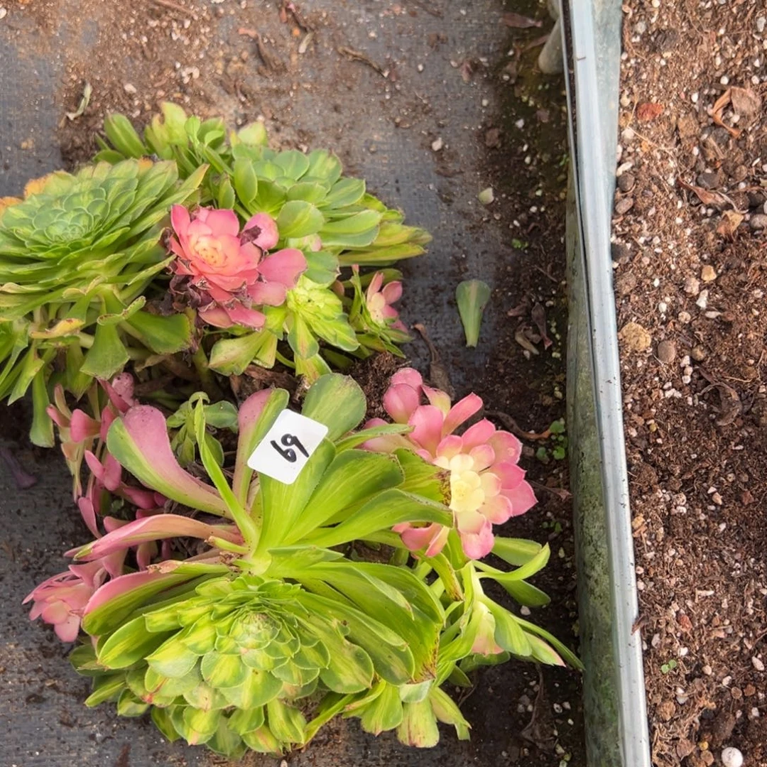 69知否两颗多肉椅子