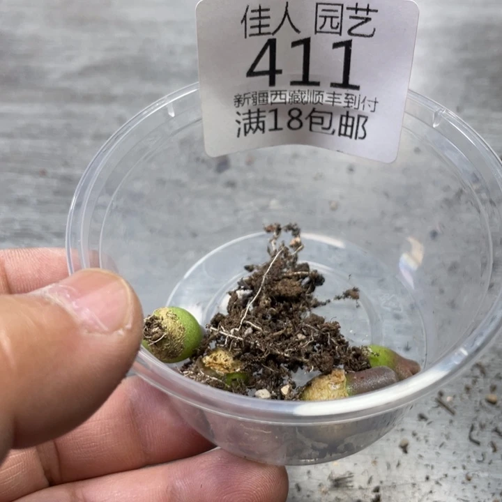 歆佳人园艺博览会星411