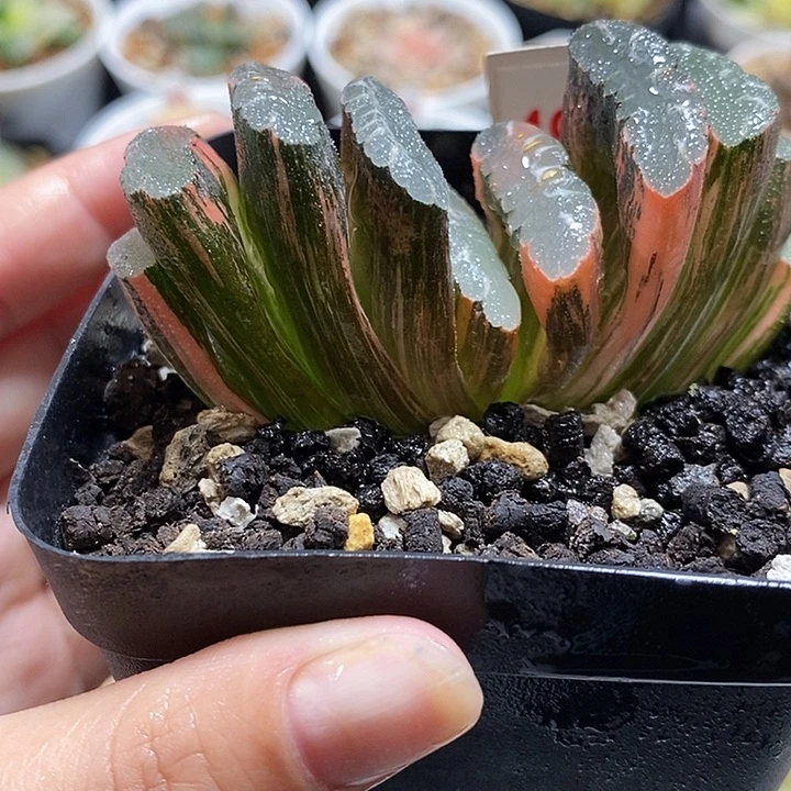 495赤斑玉扇锦一物一拍