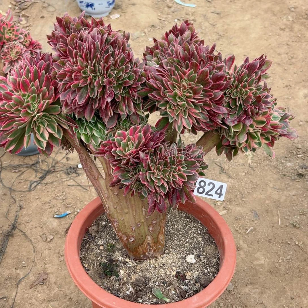 零**雨824女神缀化多肉植物