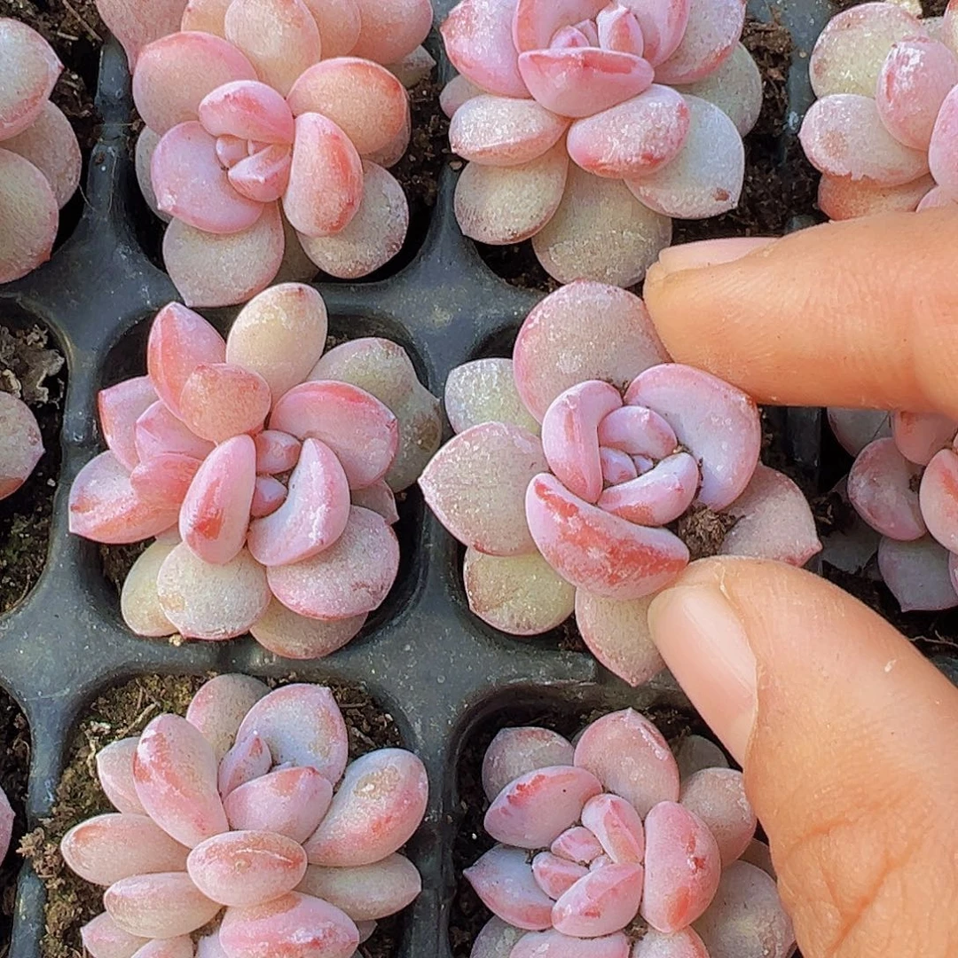 韩版奶茶苗11颗带穴盘