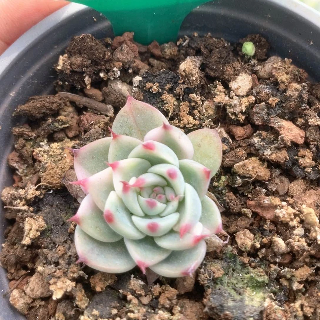 757锦锦锦锦锦锦锦