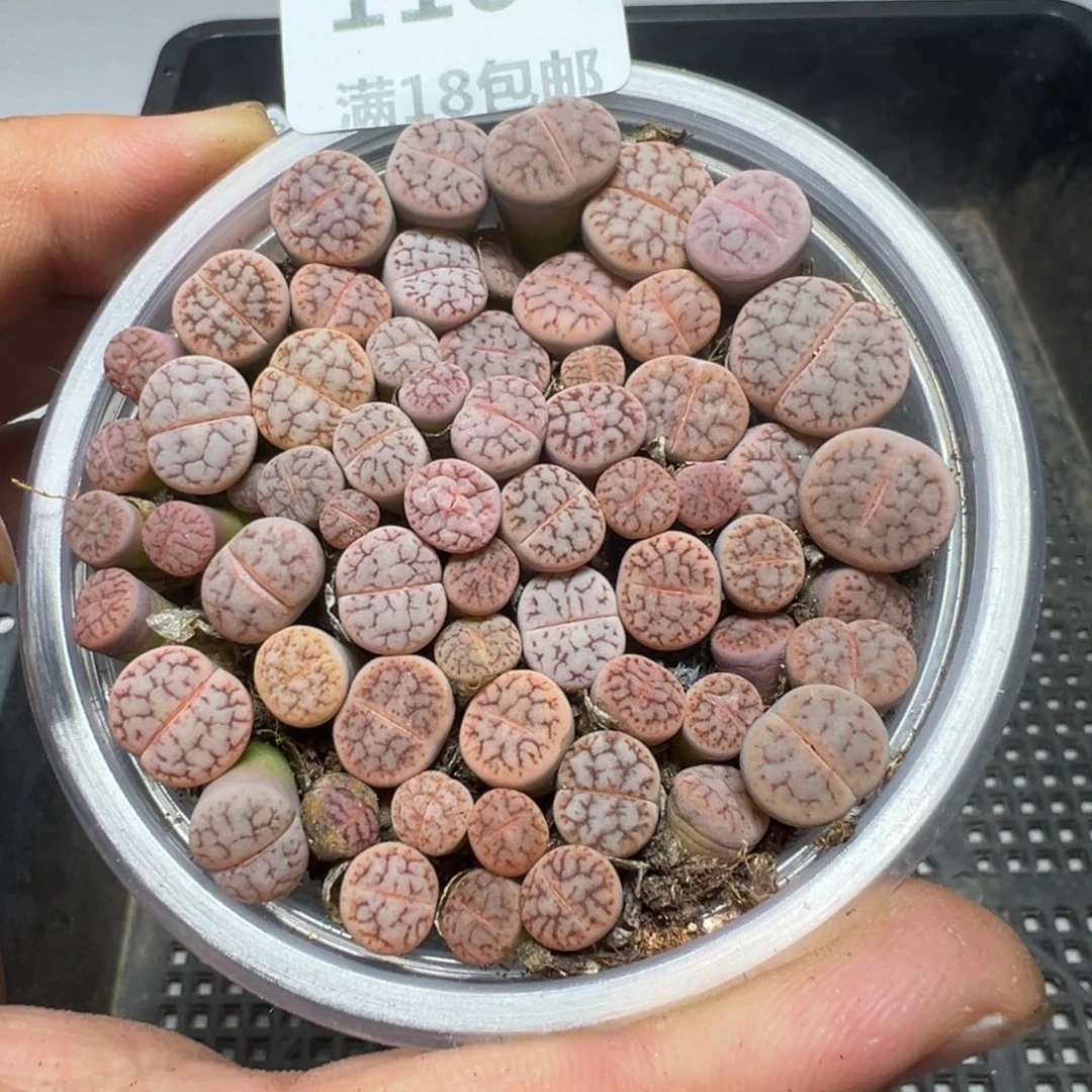 【闪购商品】 1164。