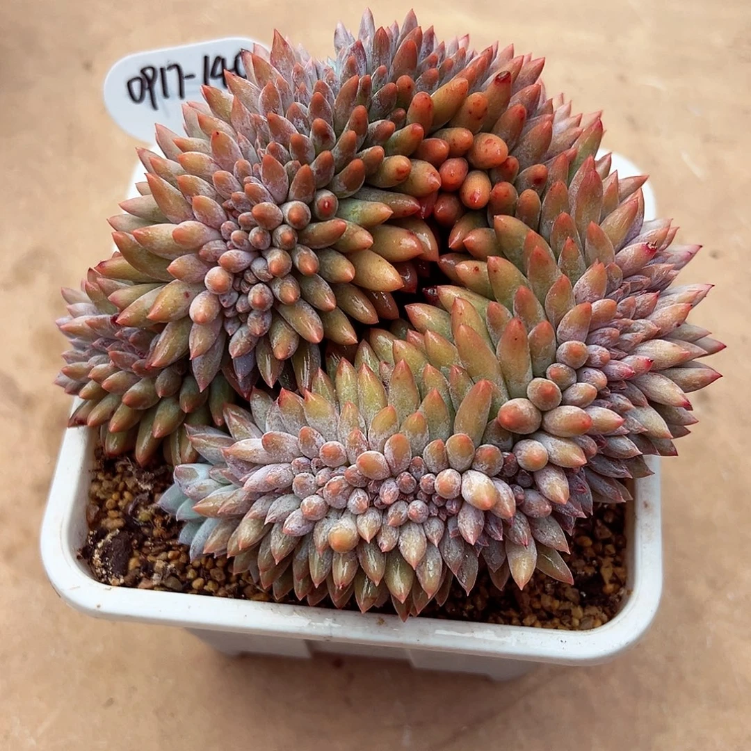 0917-140所罗门缀