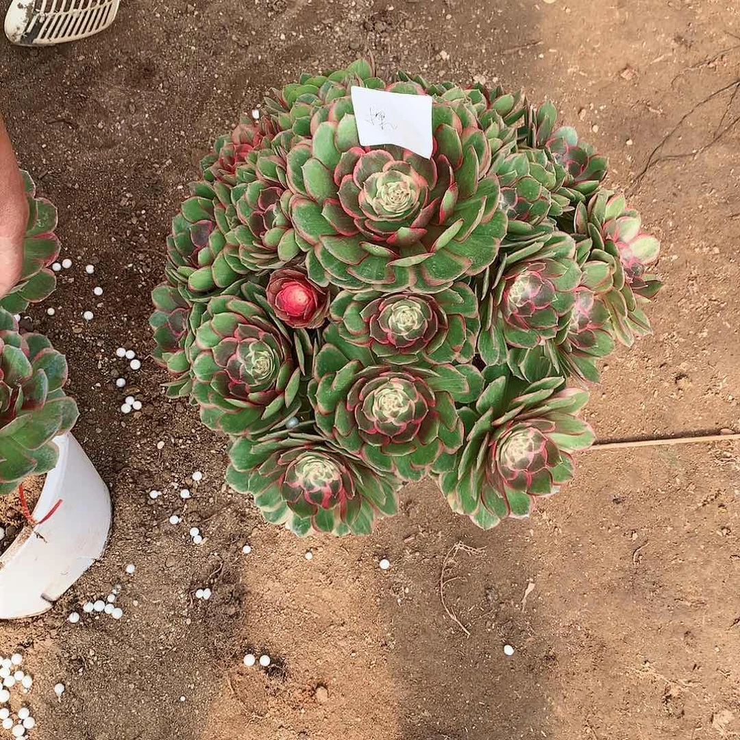 【闪购商品】探*粉花妖，多肉