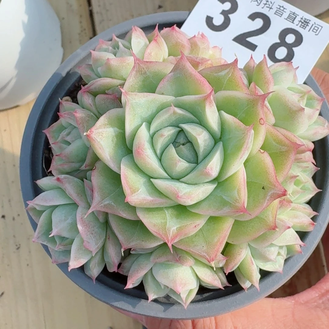 潘多拉群生手捧花          精品多肉