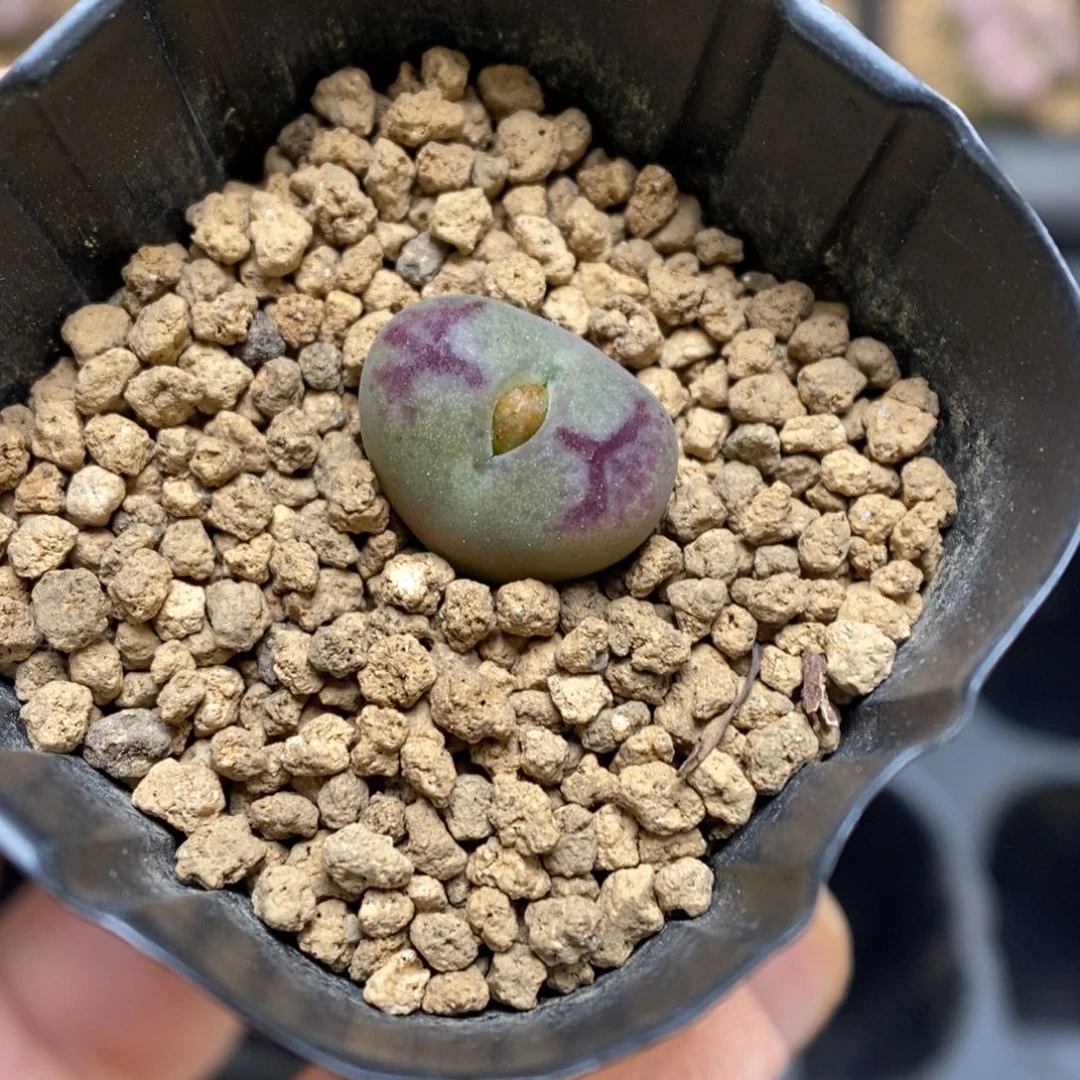 多肉植物肉锥杂交K-3630