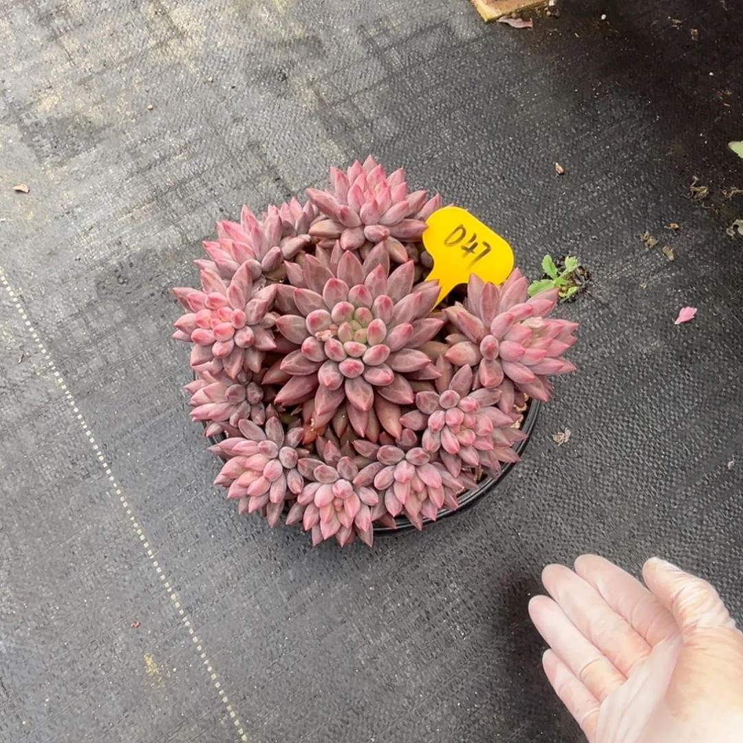 璐***）d47红蜻蜓群生呀呀呀呀