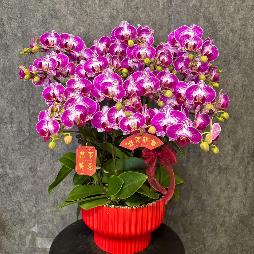 【鸿运】蝴蝶兰 鲜花绿植 好养花期长 送礼装饰 室内观赏花