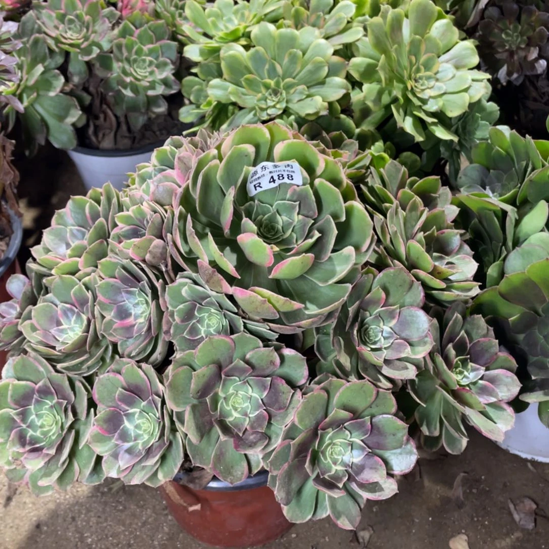 488粉花妖多肉法师断枝不包