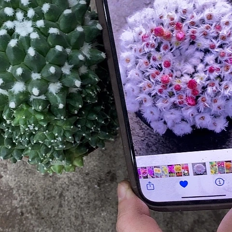 雪糕仙人球，3689000