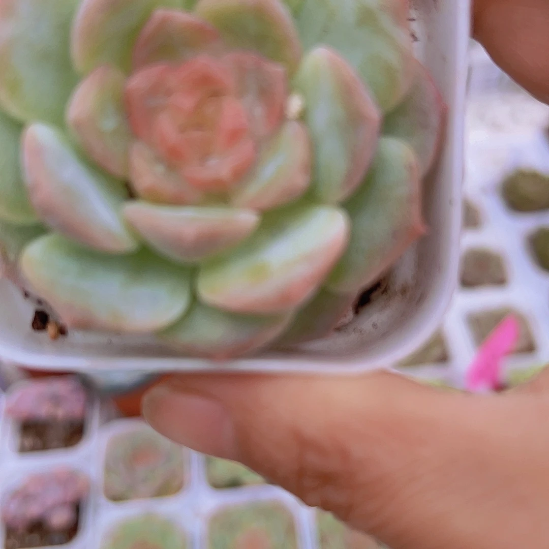 梦幻泡影19包邮多肉