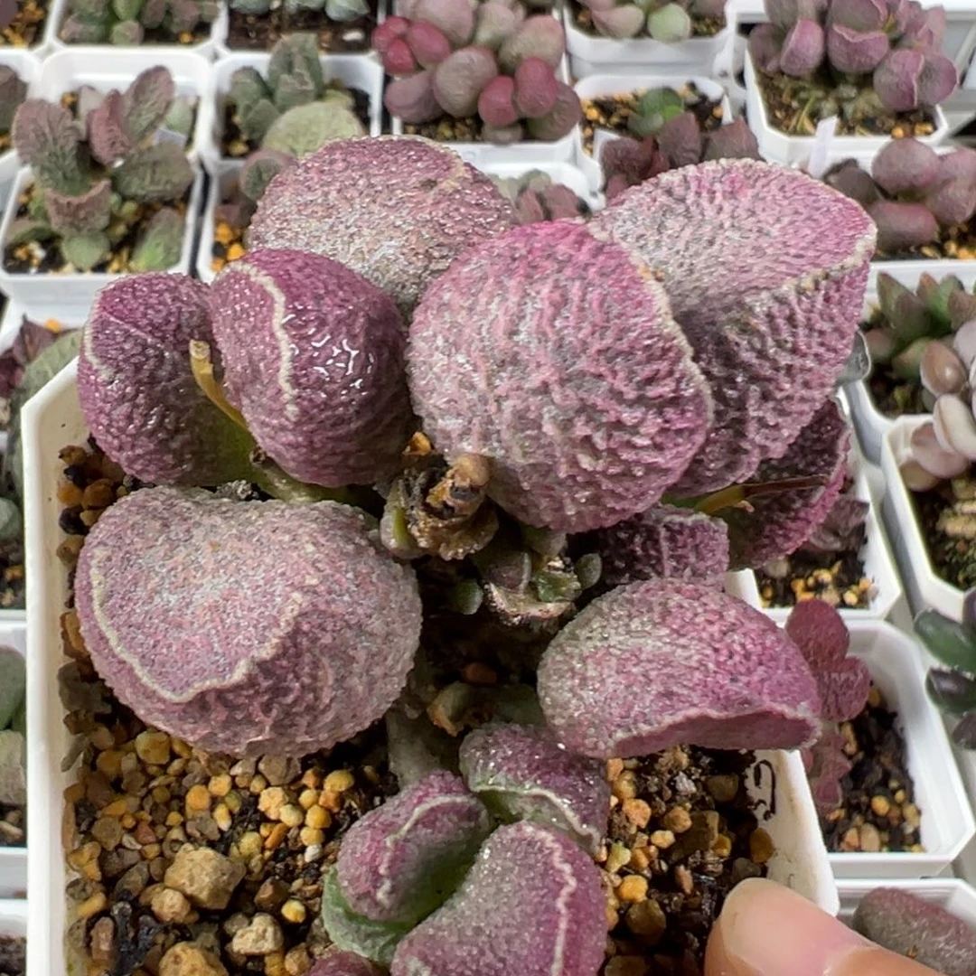 w哈莫猪肝多肉植物水泡