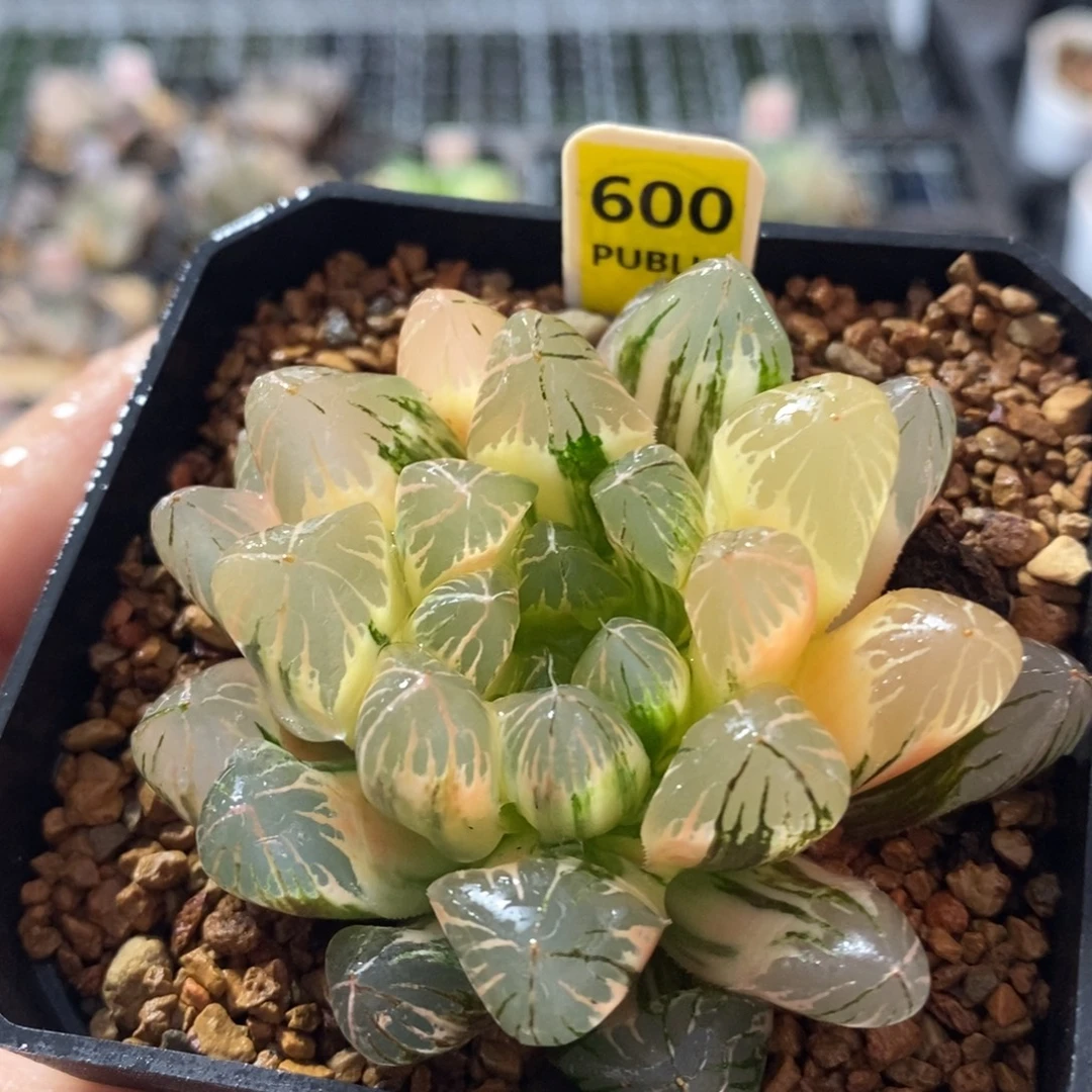 不开花植物600玉露