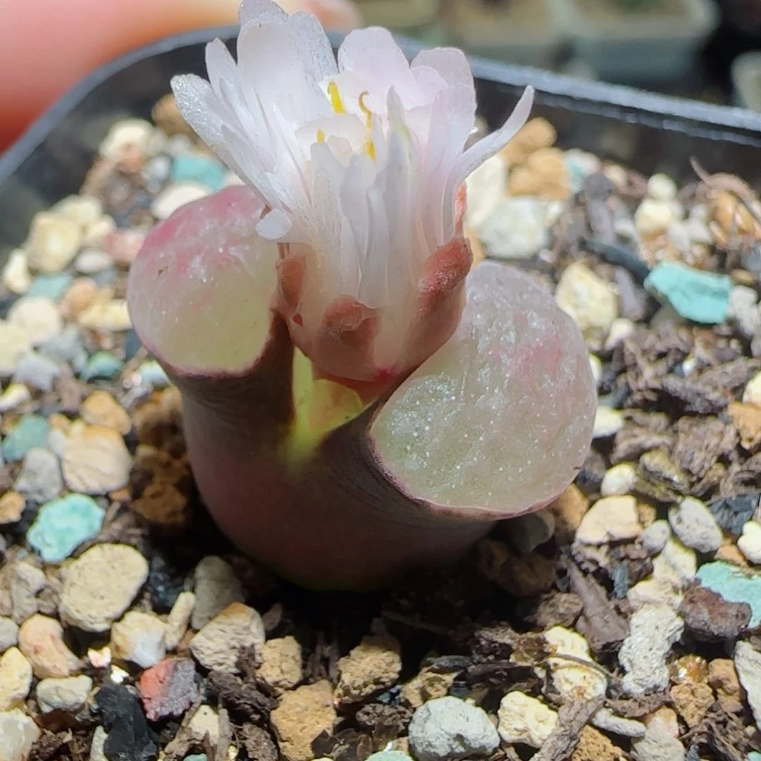 关***苦多肉植物超级磁铁35号