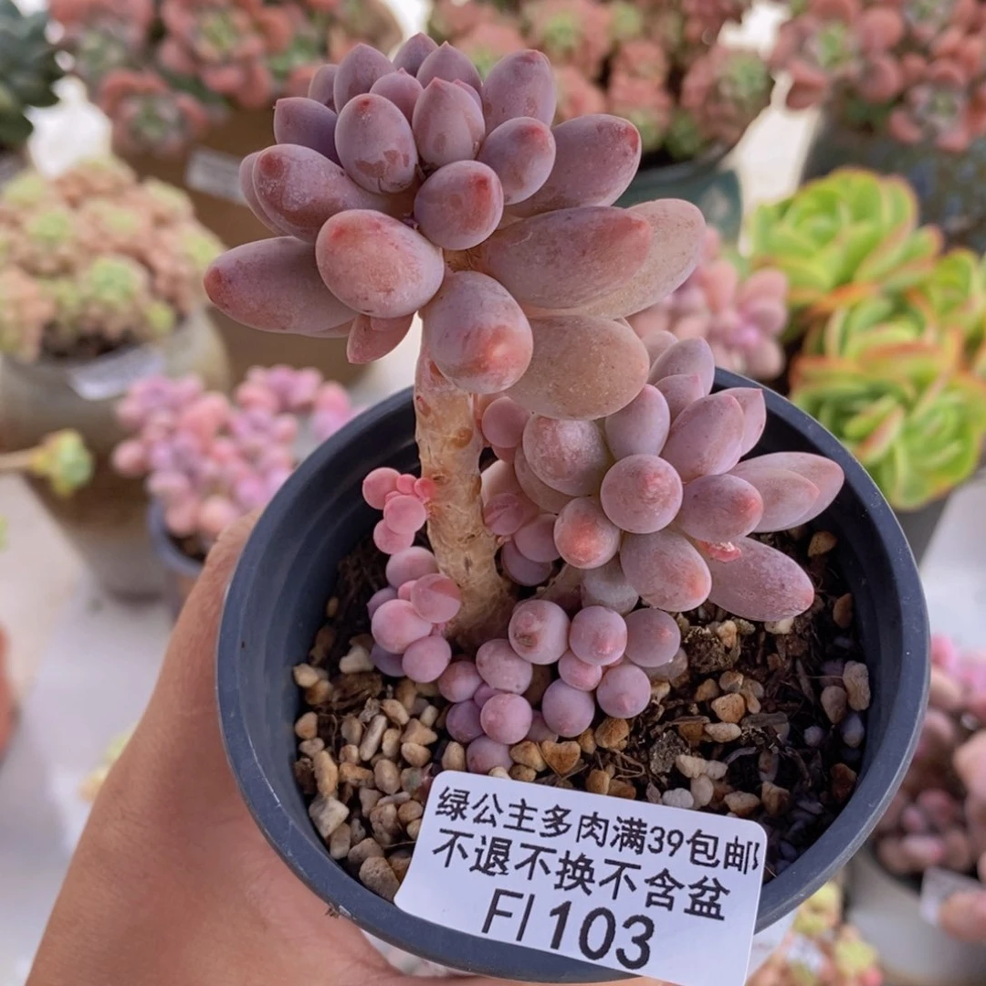 手指奶5cm103多肉植物