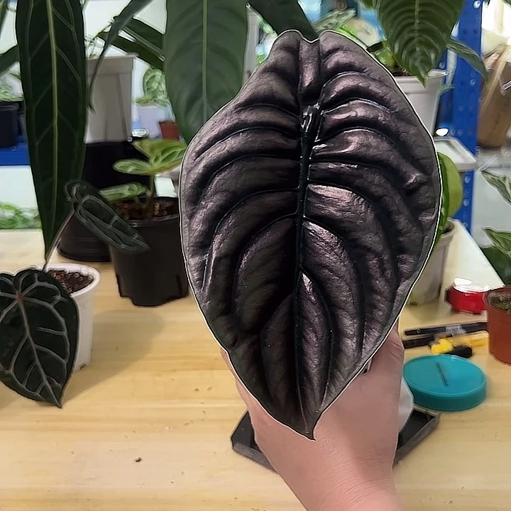 无花朵黑铜海芋一物一拍