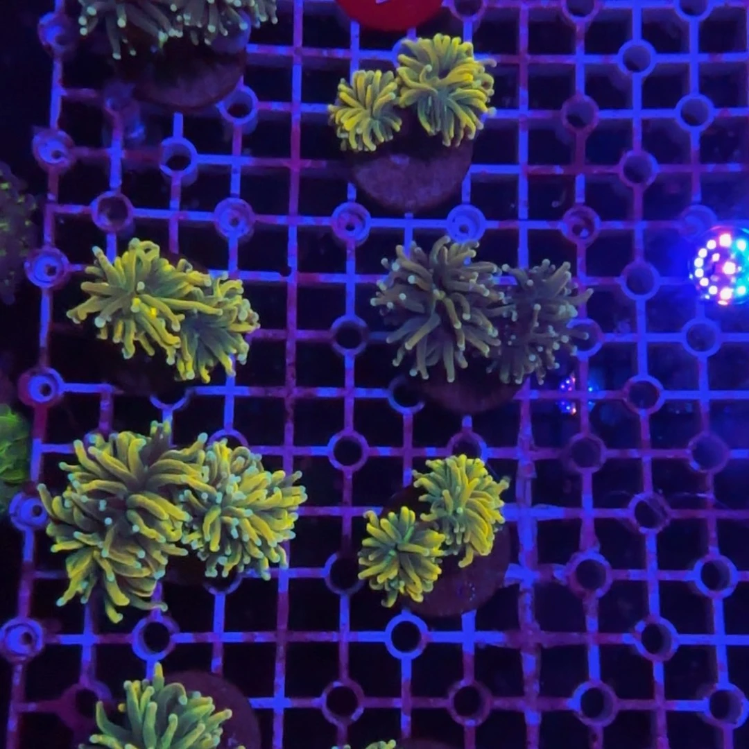 万鱼来朝海水观赏