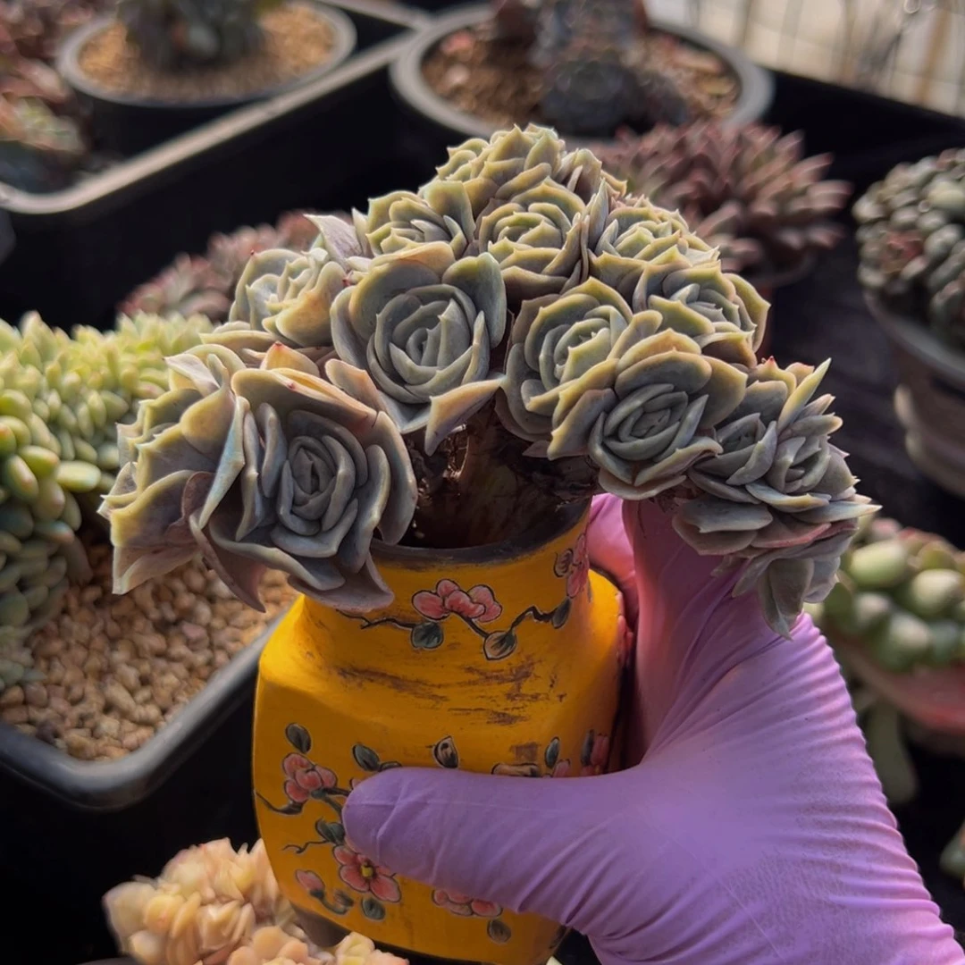 蓝色惊喜 新年快乐 新年快乐