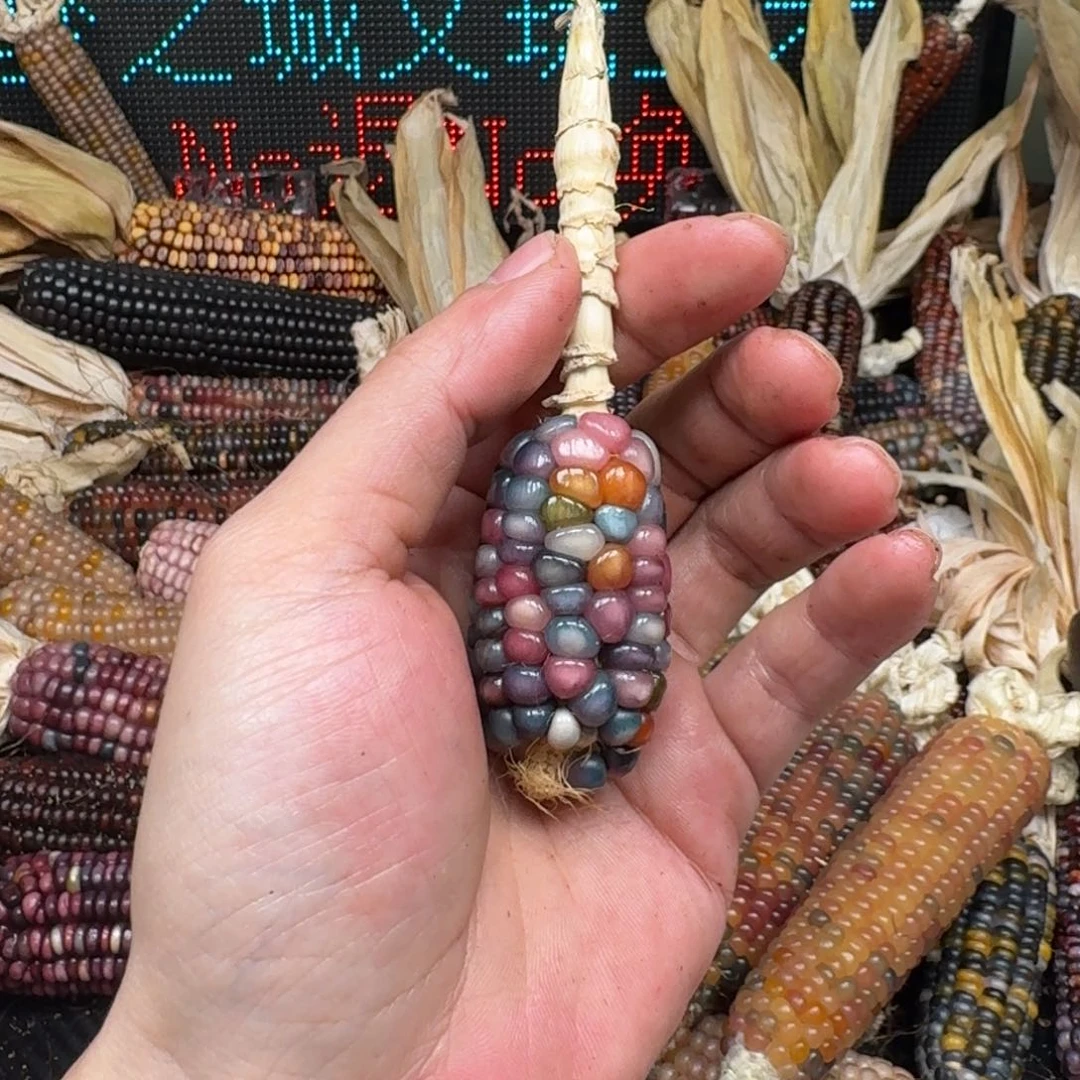 柏香籽/百香籽吊坠凌***油