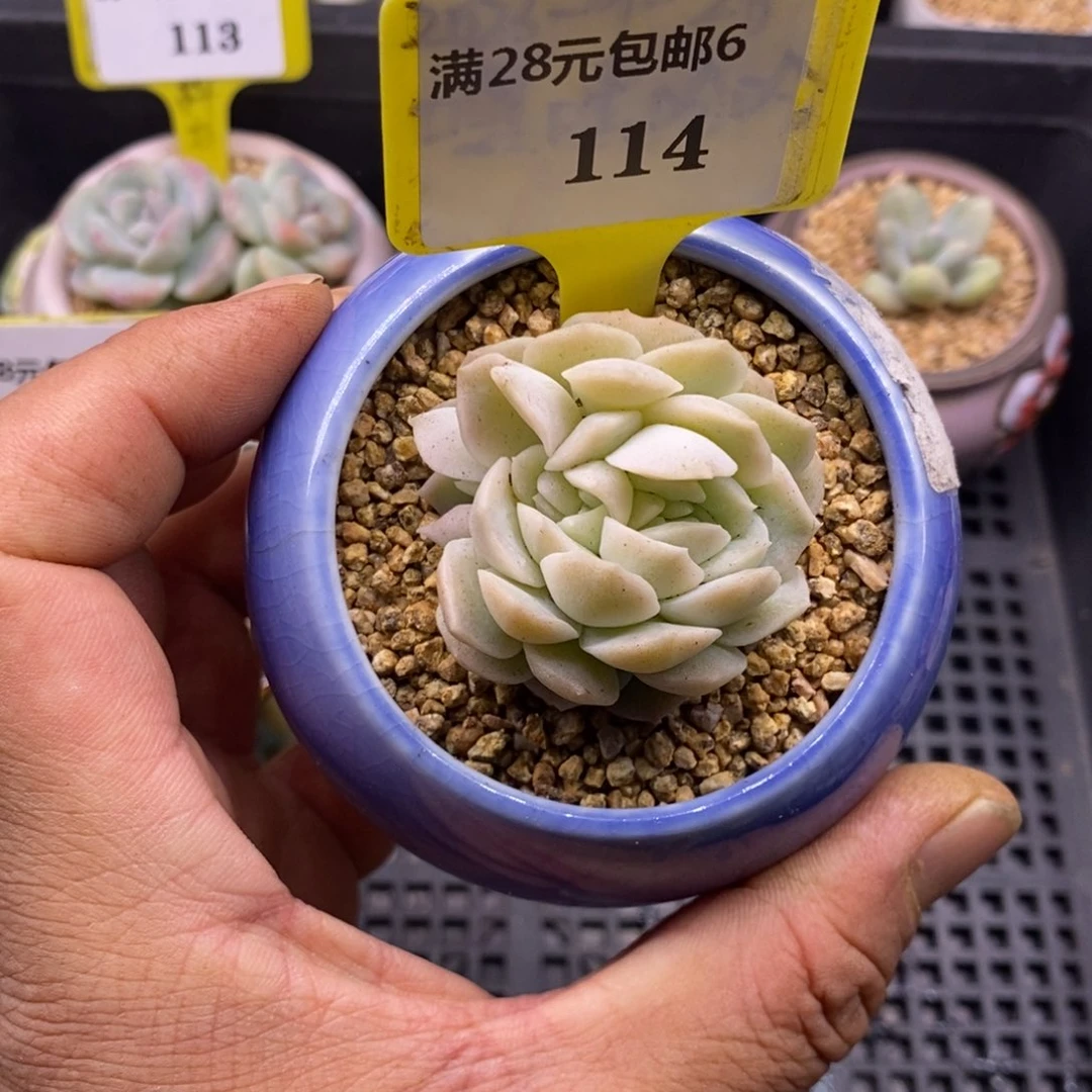 6114梦幻泡影缀化多肉植物