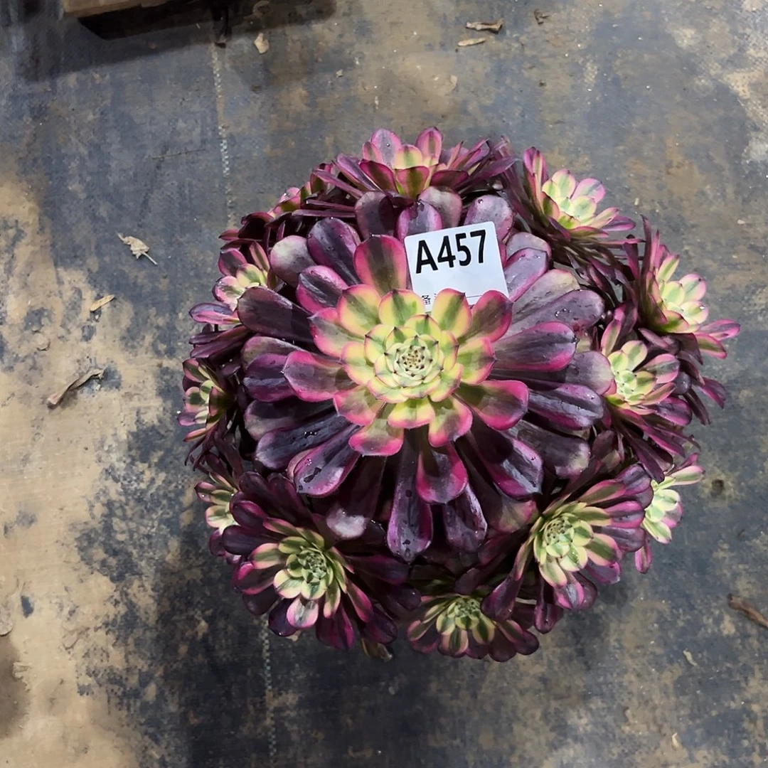 多肉植物美姬变异457多肉