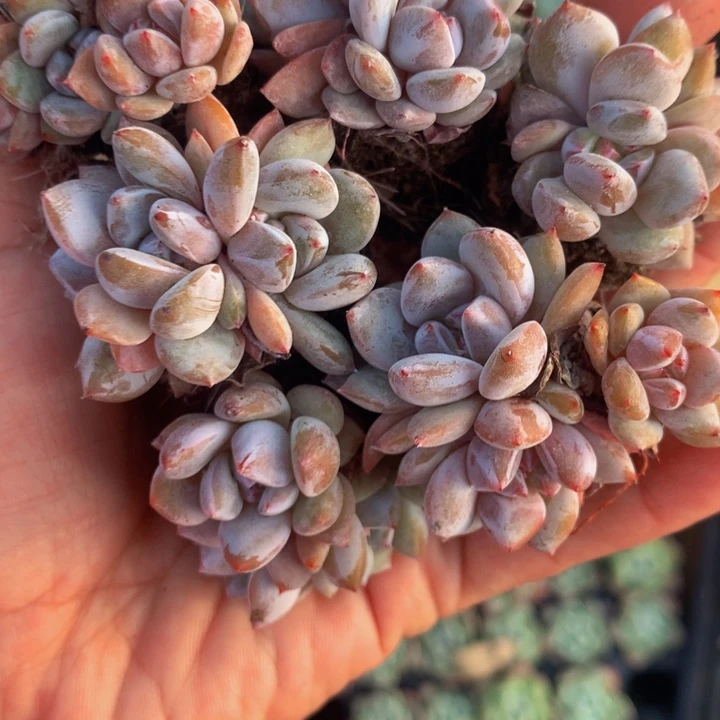 星影群 7颗 （满9.99包邮不满9.99发叶子）