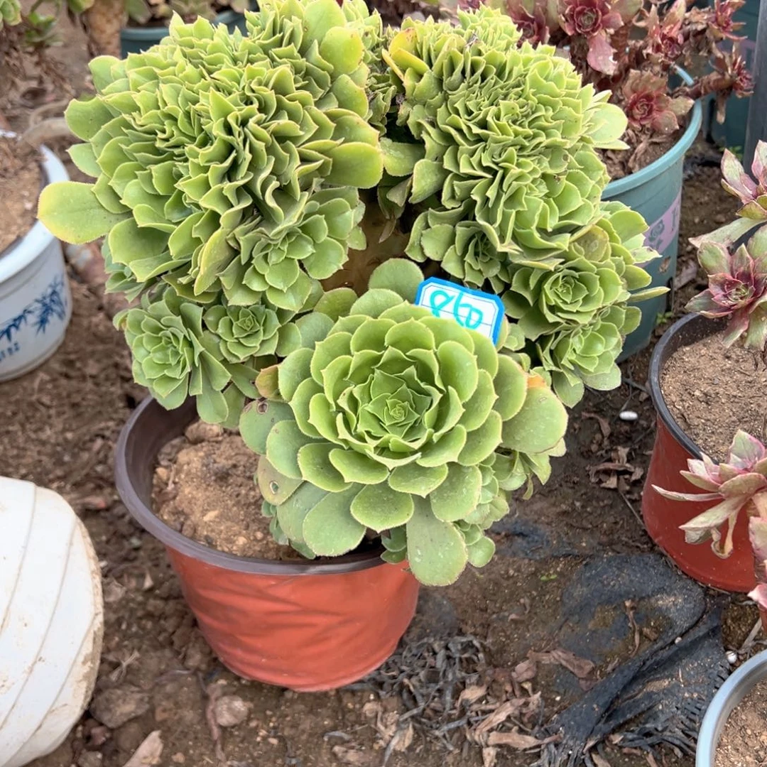 多肉植物绿羊绒缀化850