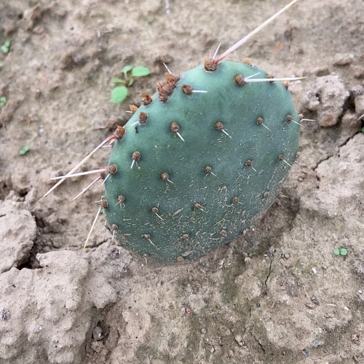 凤梨可乐塔一棵有根无侧芽