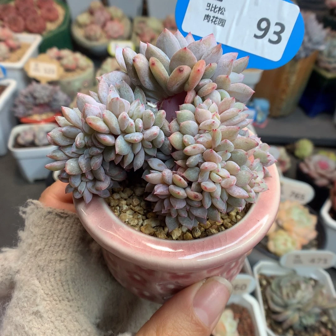 93星影缀化多肉植物