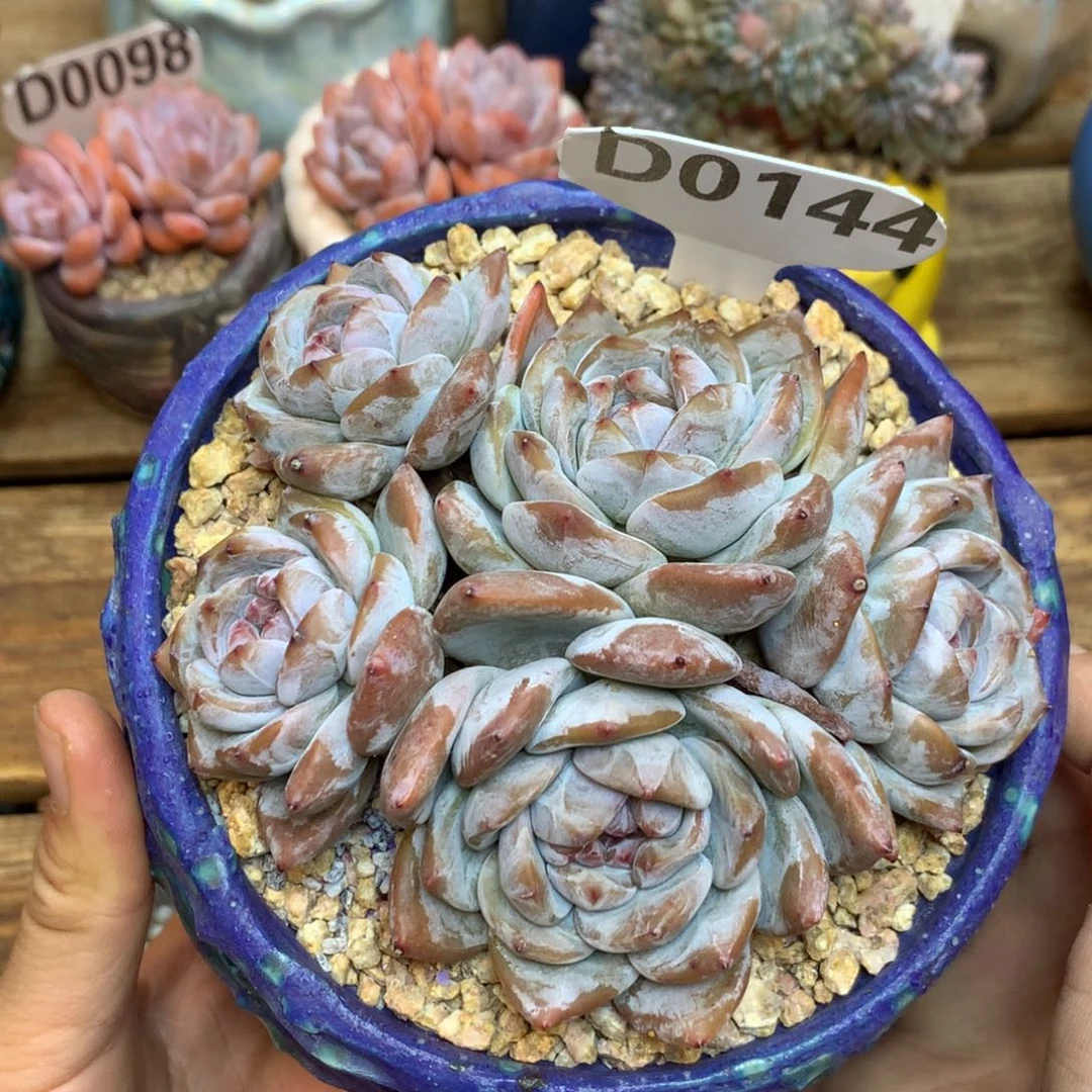 D0144 星影 特价福利