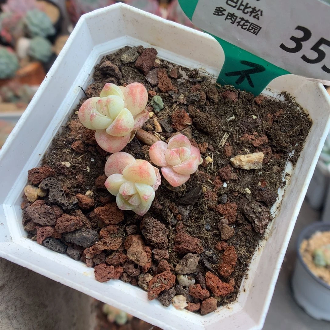 353三头冰玉多肉植物