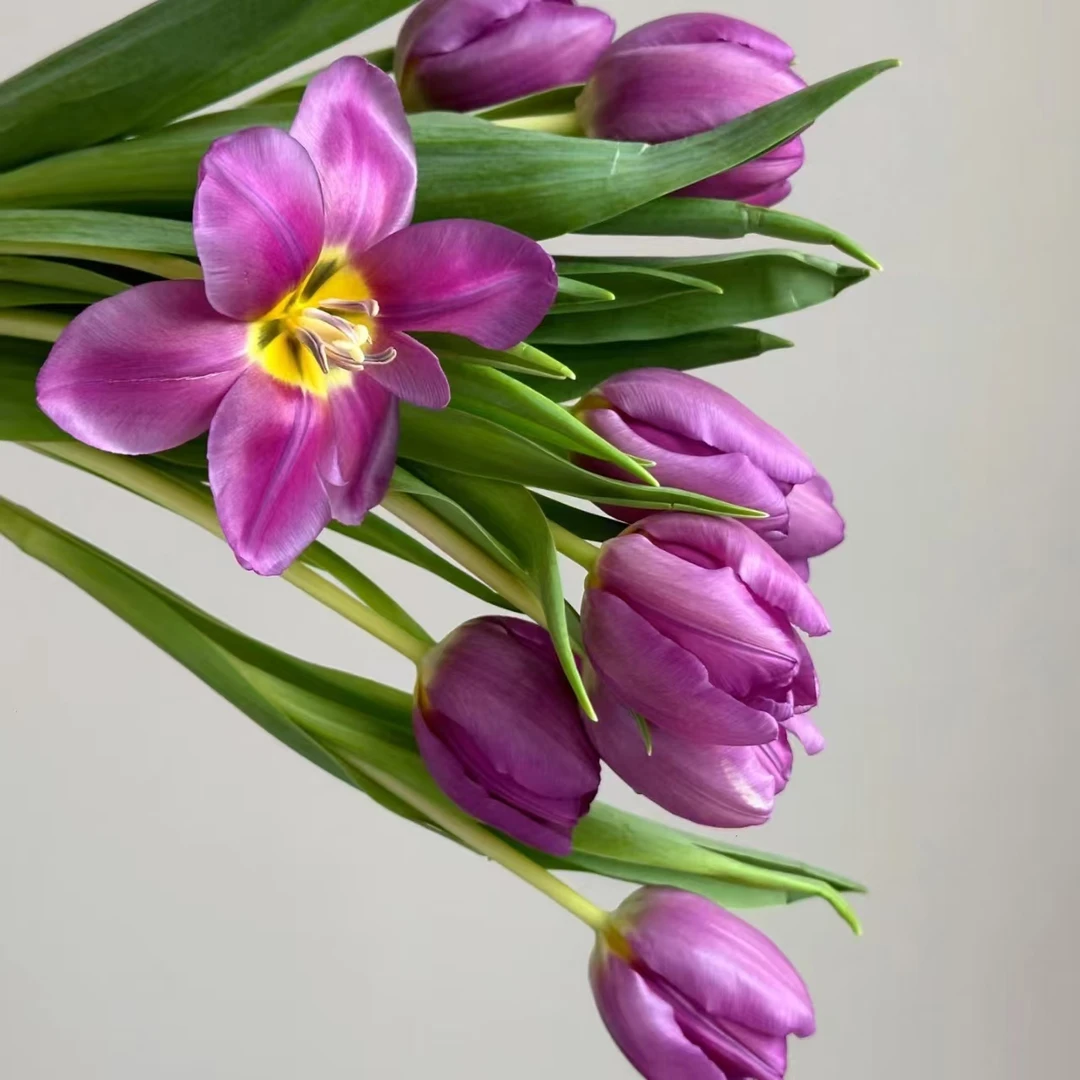 郁金香紫色东北鲜花基地顺丰包邮品质保证