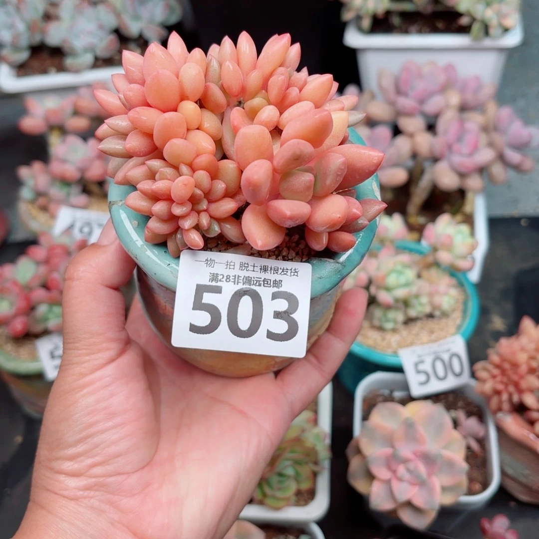 桃花源缀化多肉多肉多肉