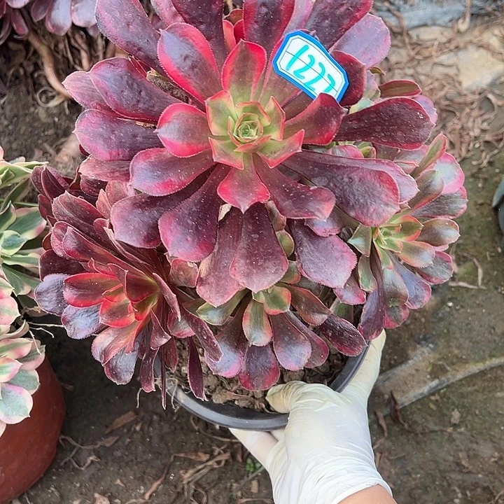 多肉植物蒙娜丽莎1227