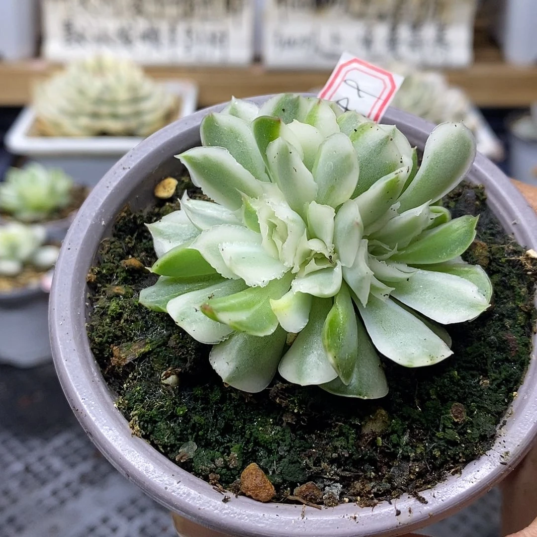 1199 紫蝴蝶锦自然群 需延时发货