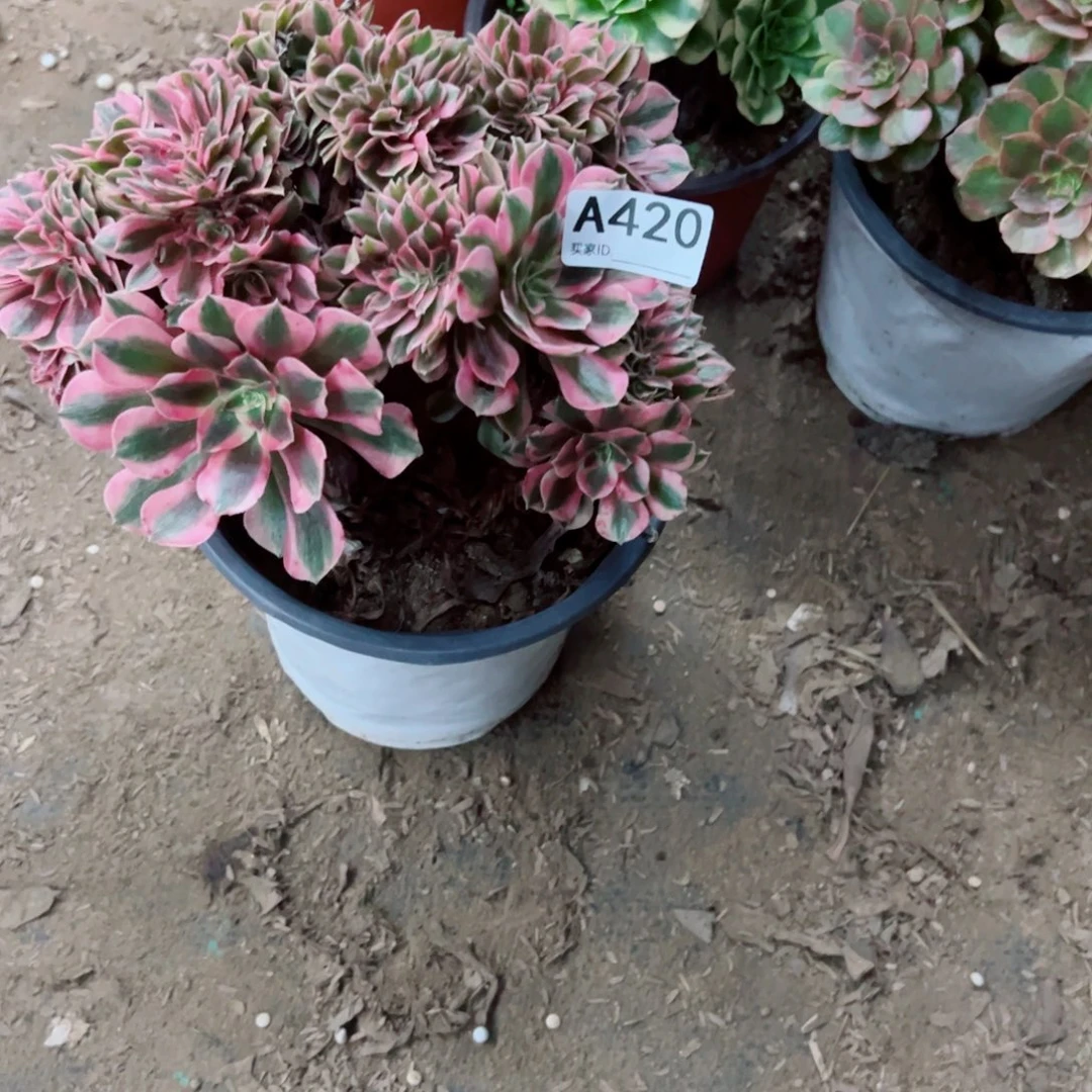 情***份420女神缀化多肉植物法师