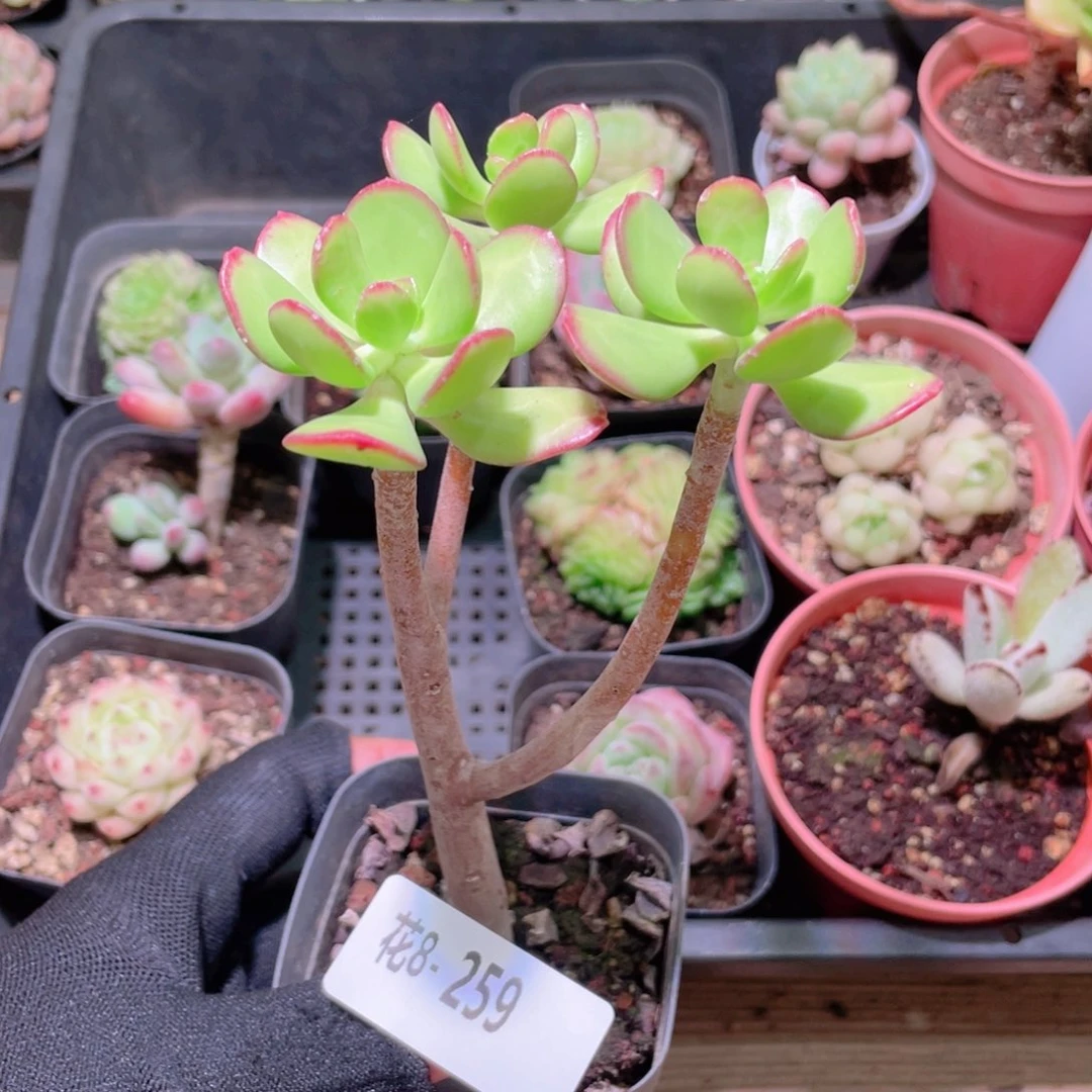 花利美 8-259达摩宝珠