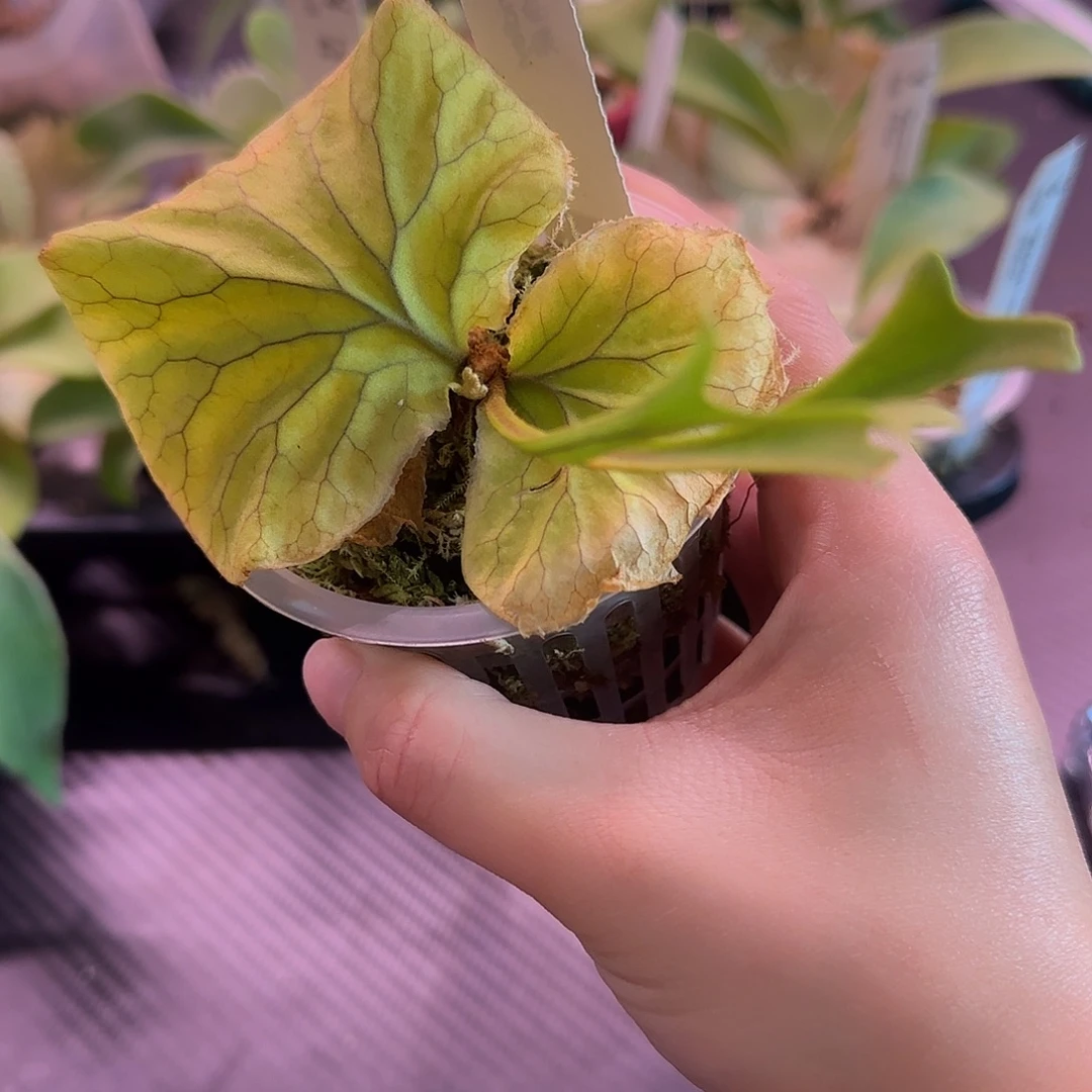 长叶亚猴鹿角蕨孢子苗