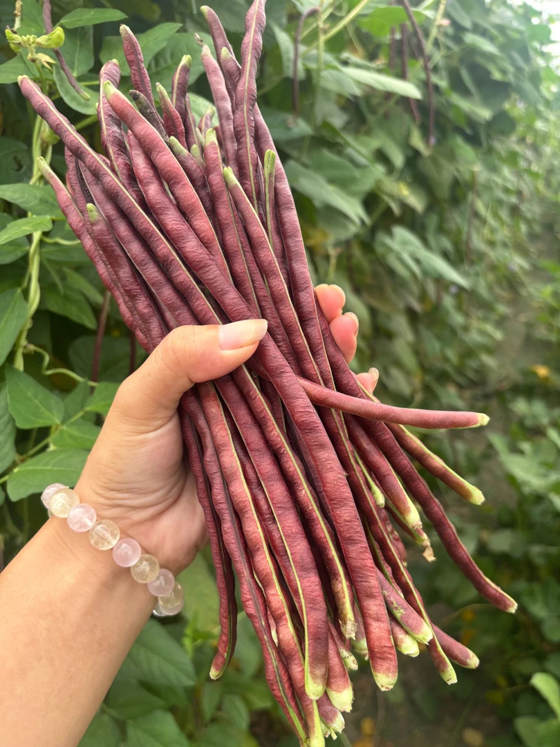 【农家7寸红红豇豆】苏北自家种植新鲜露天嫩紫缸豆红缸豆泡菜缸豆