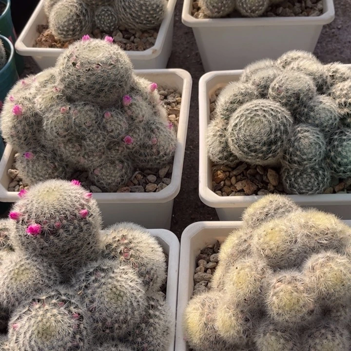 实生刘氏乳突好养皮实