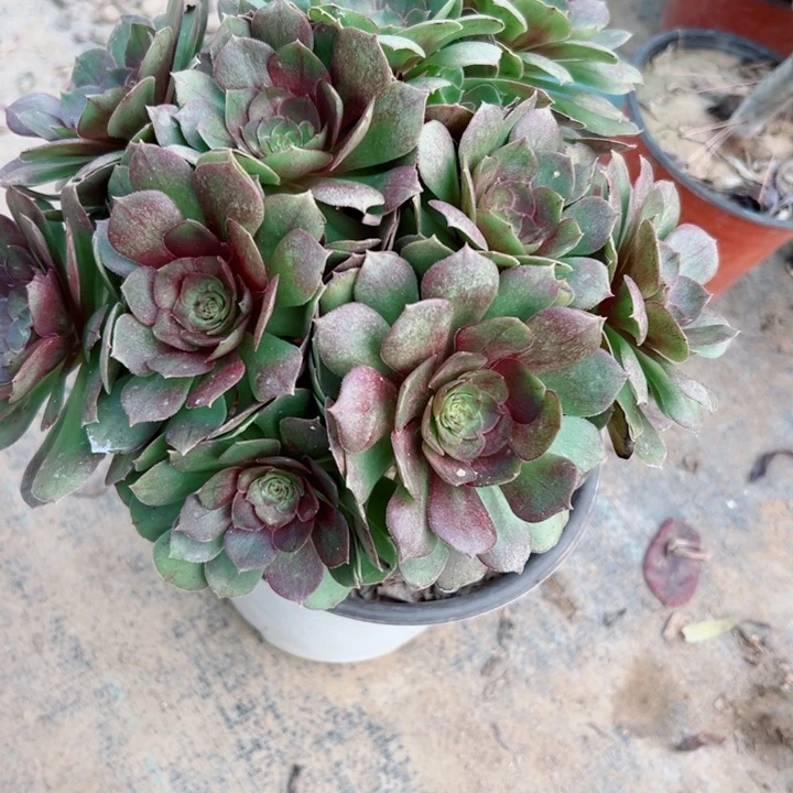 707万圣节多肉植物