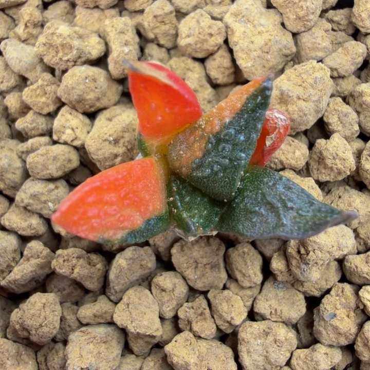 大型丸尤紫连山哥斯拉锦