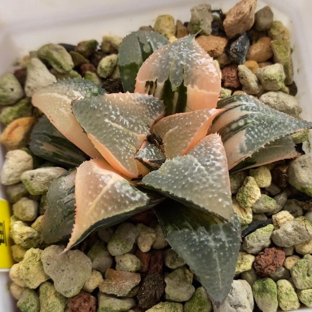62芭提雅锦一物一拍