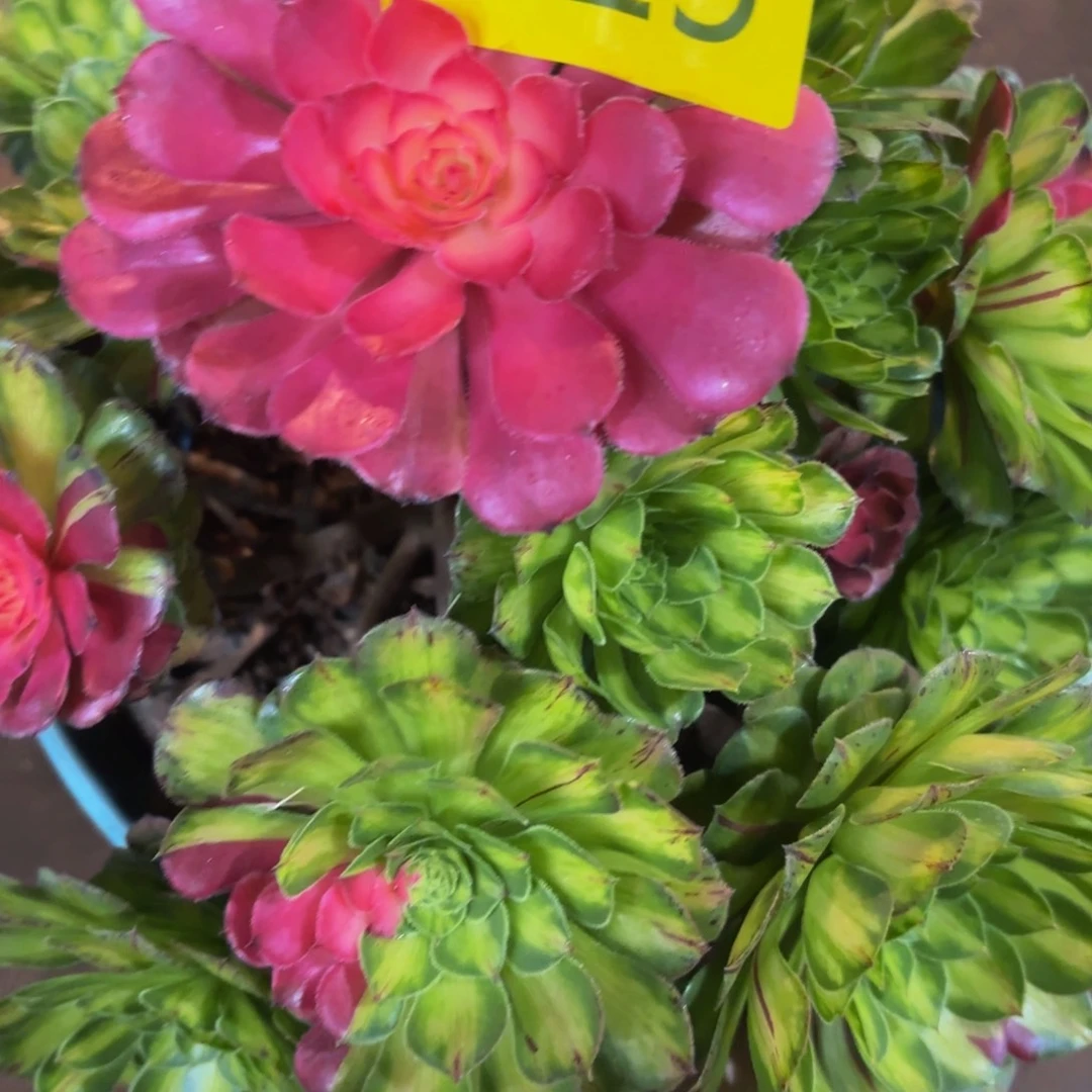 哈哈多肉葡萄福利来425