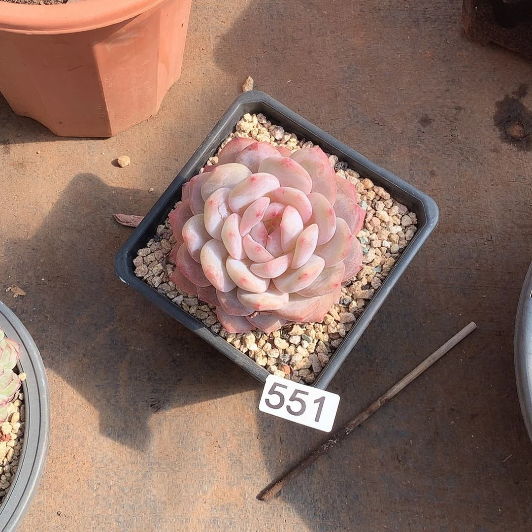 551橙子一物一拍多肉