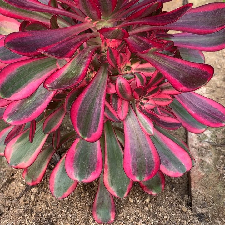 330多肉植物一物一拍